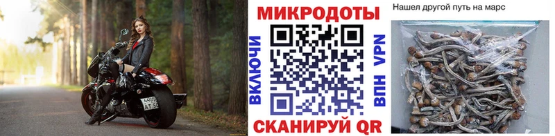 Галлюциногенные грибы Psilocybe Новоржев
